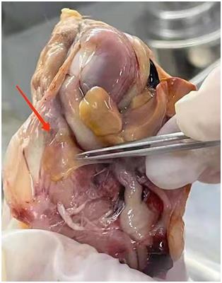 Pharmacokinetic and Pharmacodynamic integration of tilmicosin against Mycoplasma gallisepticum in the target infection site in chickens